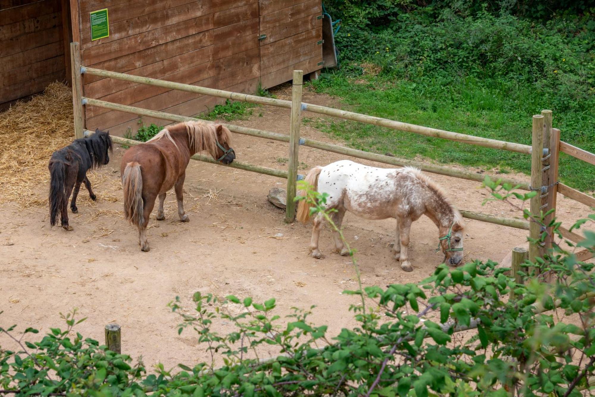 Vilar Rural De Sant Hilari Sacalm By Serhs Hotels エクステリア 写真